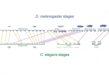 Statistical methods and analyses for integrative and comparative genomics